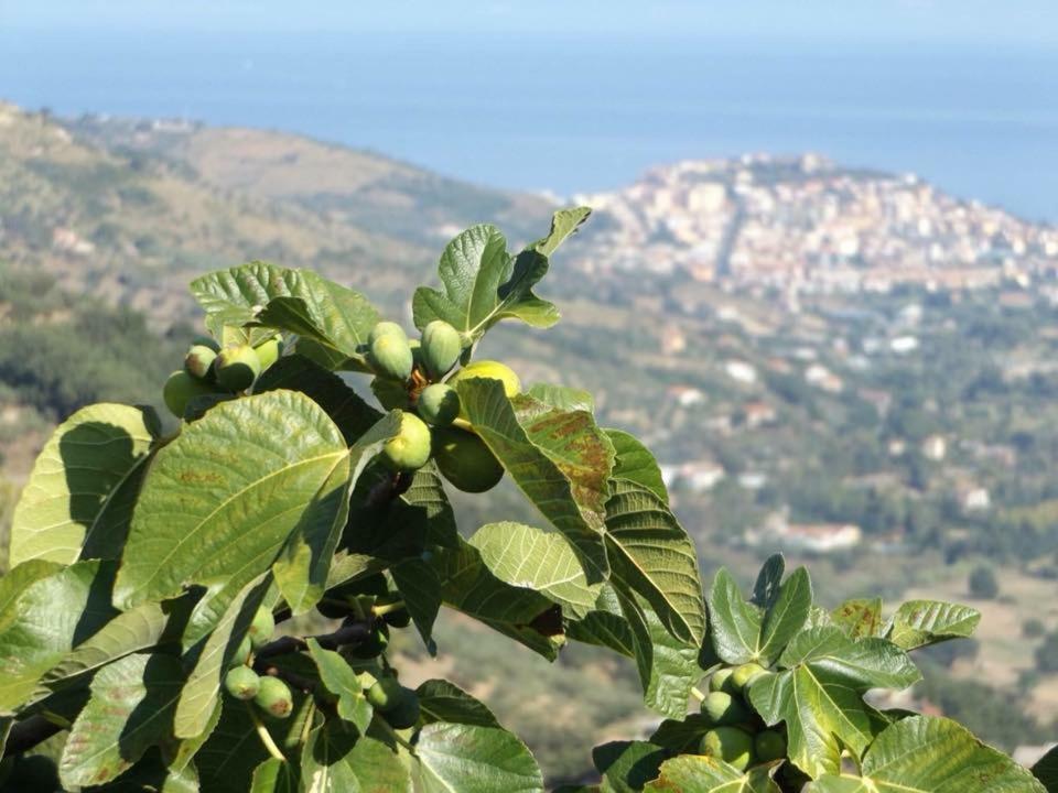 Laureana Cilento Casale San Martino Bed & Breakfast エクステリア 写真